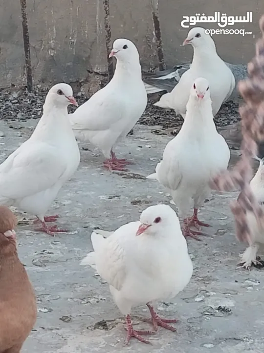 حمام فرنسي للبيع الفرنسي و اللاهور  بايع كوم كامل للاستفسار عنهم
