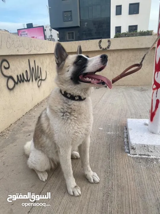 للبيعAmerican akita