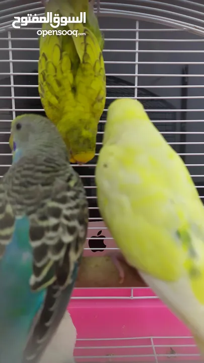 Ready to egg adult Budgies