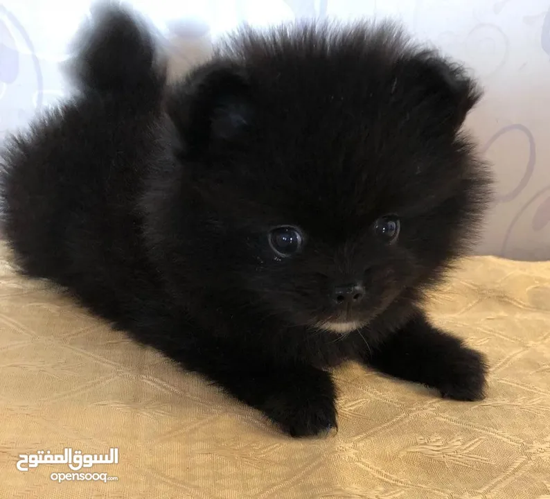 Pomeranian  45 days