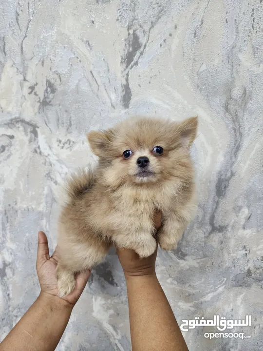 Mini Pomeranian puppies