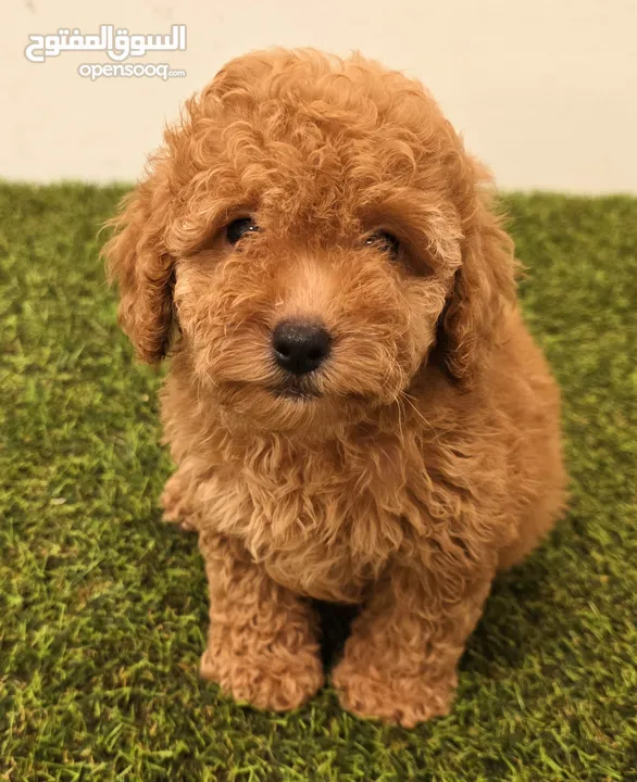 Mini toy poodle ميني بودل وبومرينيم ويوركي pomeranian, yorki