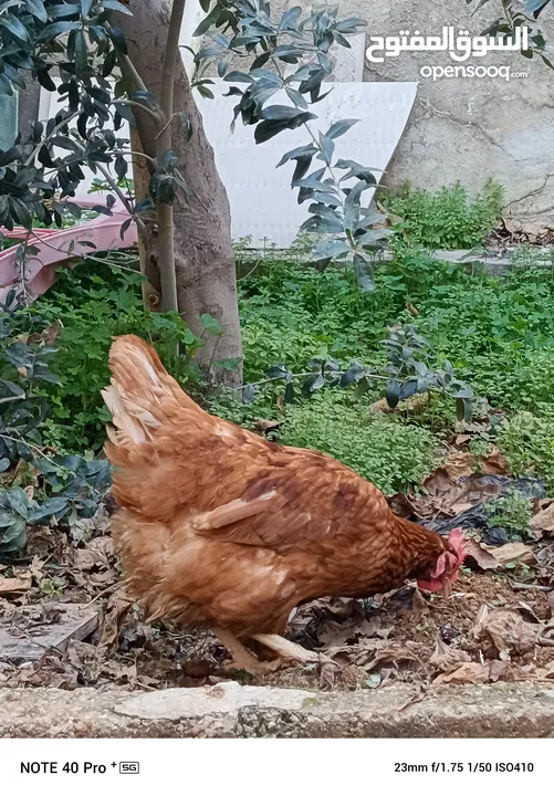 فرخات نخب سايكس عمر خمس اشهر ونصف ودجاج احمر سلالة محترمة  بياض بغزارة