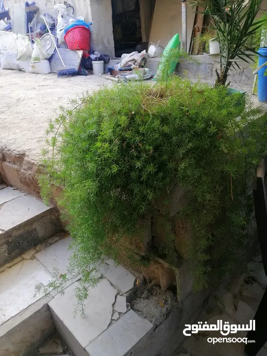 نباتات زينة