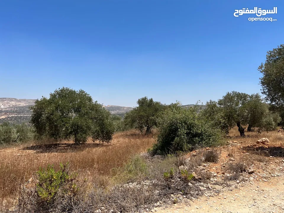 Land for Sale – Marda, Salfit (13.8 Donums) أرض للبيع – مردة، سلفيت (13.8 دونم)