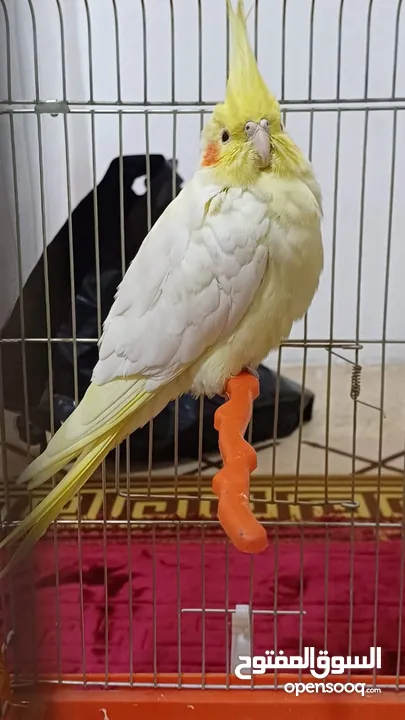 ببغاء كوكتيل اصفر البينو عين حمرا جاهز لبيتو الجديد    للبيع بسعر مغري جدا جدا جدا جدا جدا جدا جدا ج