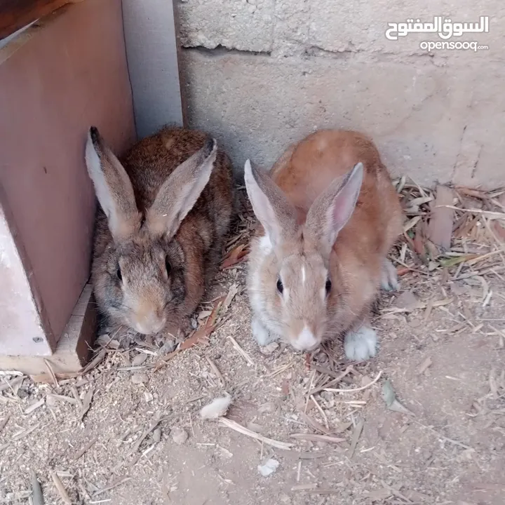 ارانب  ذكر  ونثيتين
