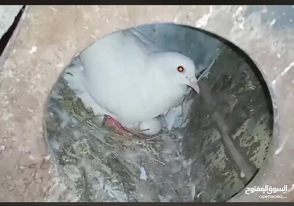حمام لاحم فرنسي شغال  للبيع