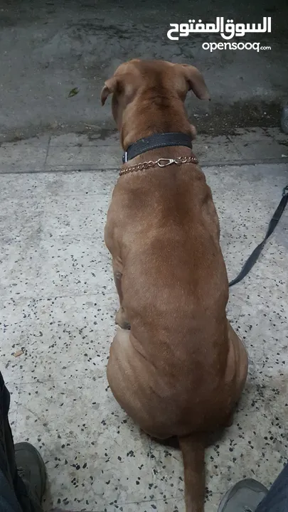 بيتبول حارس شخصي