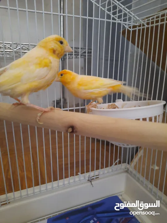 Healthy canary with eggs pair 4 sale + separate cage