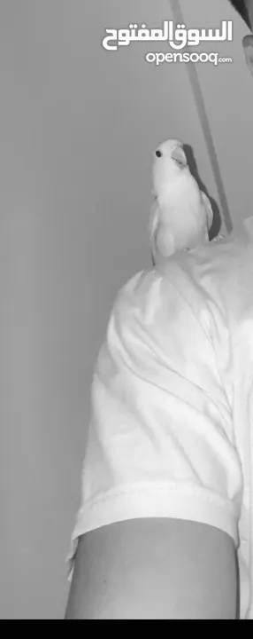 روز طفرة اوبلاين نهدي