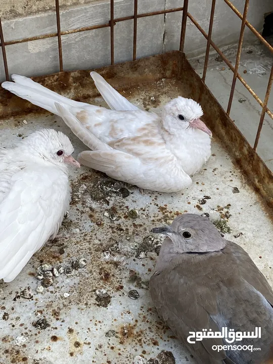 حمام يمام (جمري) جوزين للبيع