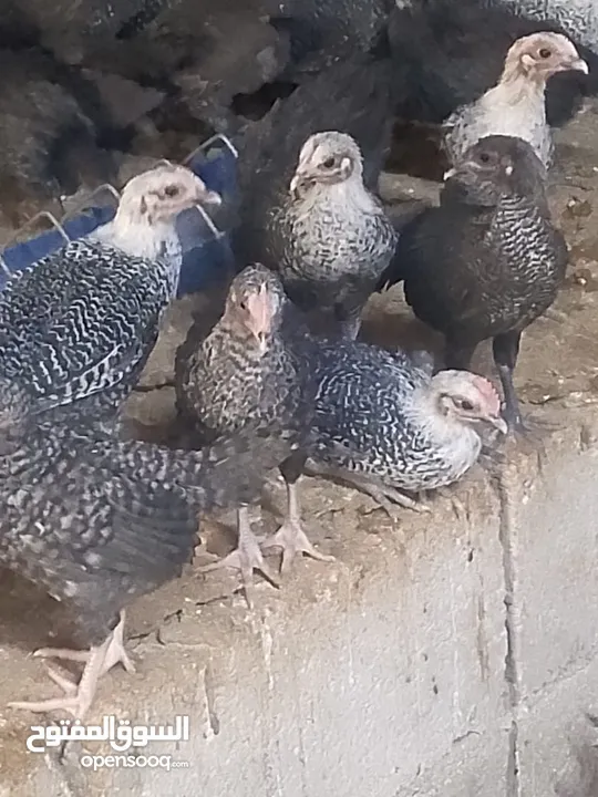 فرخات دجاج عمر شهر ونص
