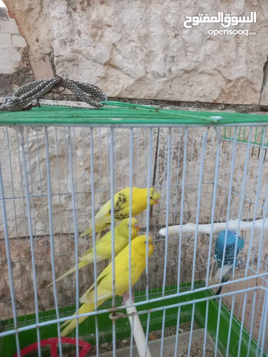 جوزين عصافير حب مع قفصين 18دينار