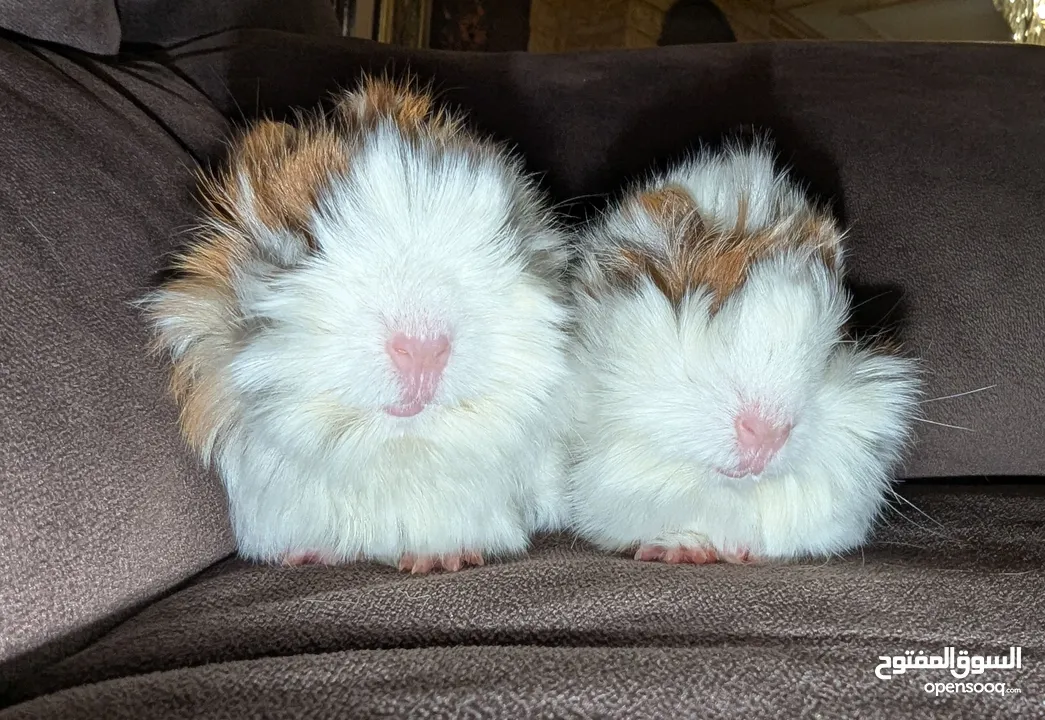 ارنب هندي . ارانب هندية .guinea pig