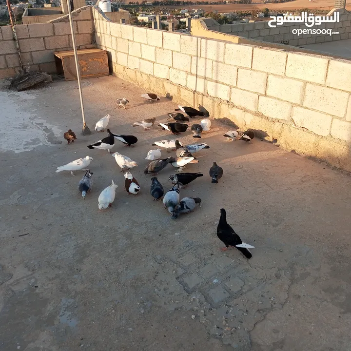 حمام كوم للبيع