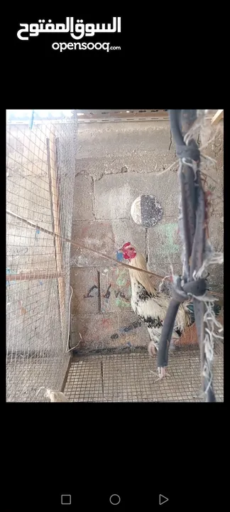 ديك بلدلدي للبيع