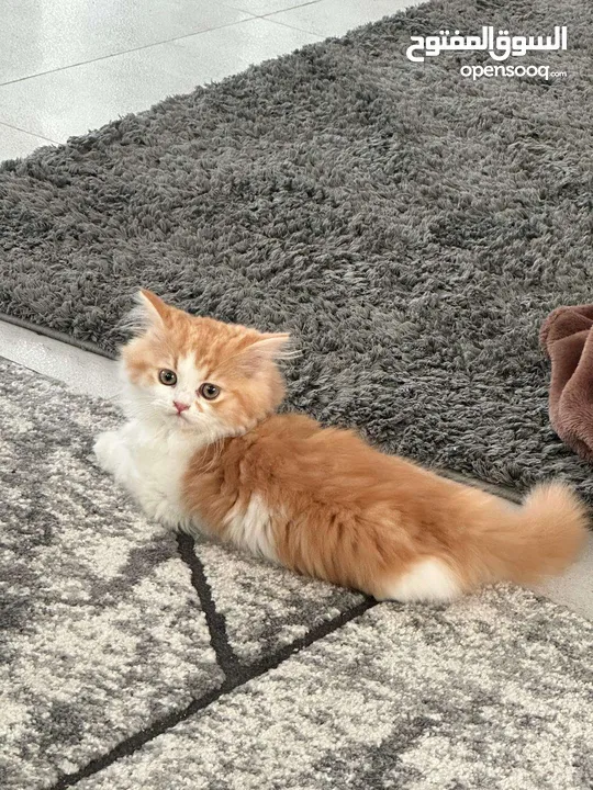 قط شيرازي بيور