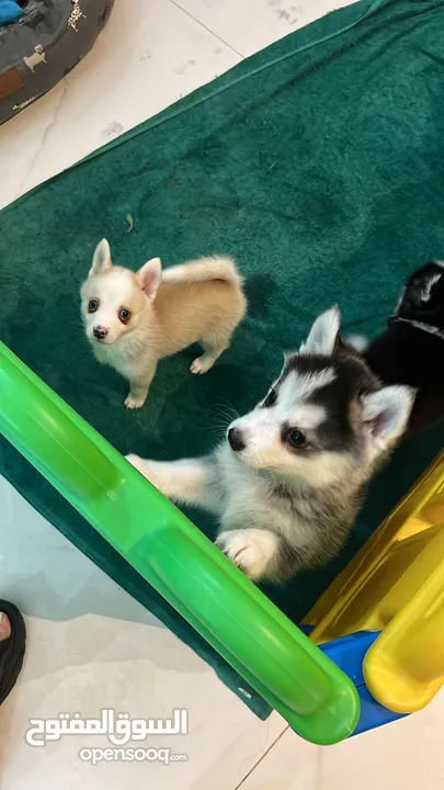 Teacup Pomsky puppies