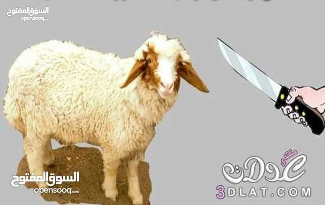 لحام جزار دبح في المنازل