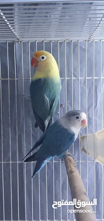 fischer lovebird breeder pair