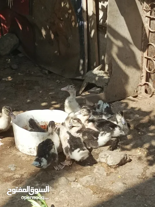 duck for sale