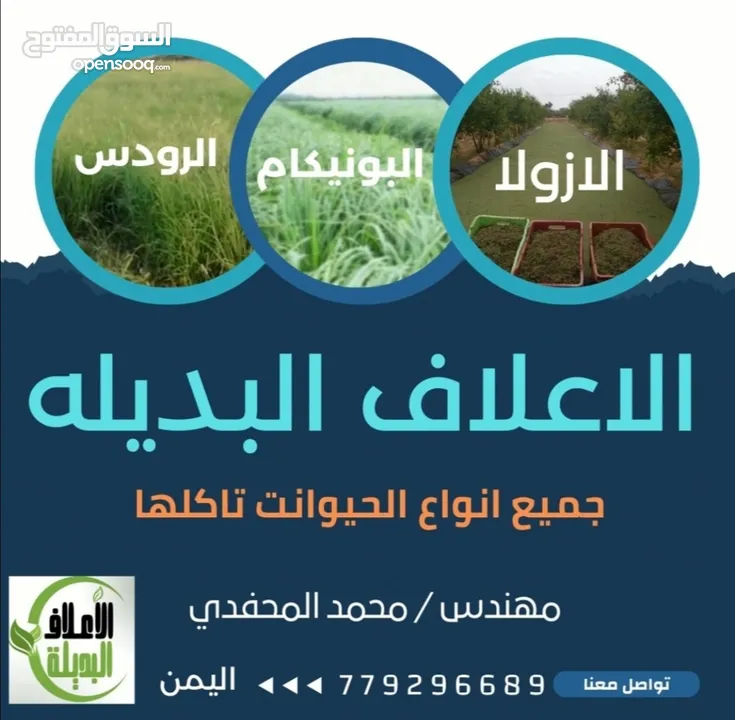 علف الازولا يزرع مره وينتج يوميا مدى الحياه للدجاج والمواشي وجميع الحويانات