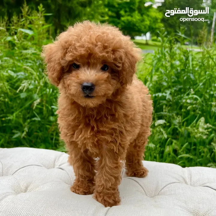 Toy poodle for sale