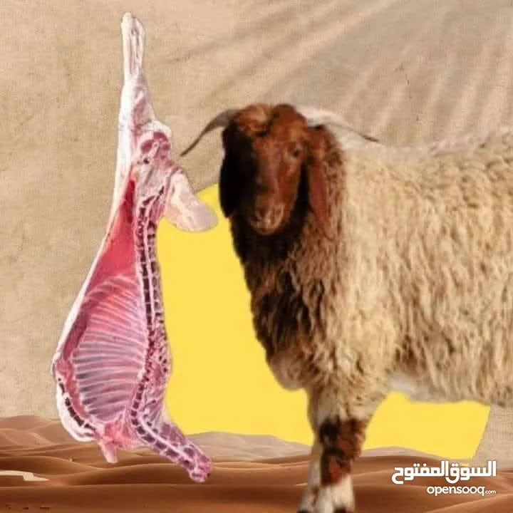 دبح حلال  .. انا جاهز.