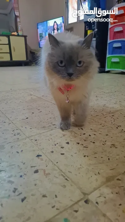 قطه سيامي شوكليت للبيع مع أغراضها