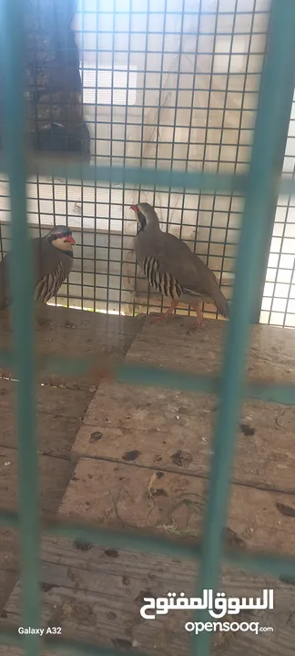 حجل للبيع ذكور عدد2 واحد ابيض  واجد بلدي