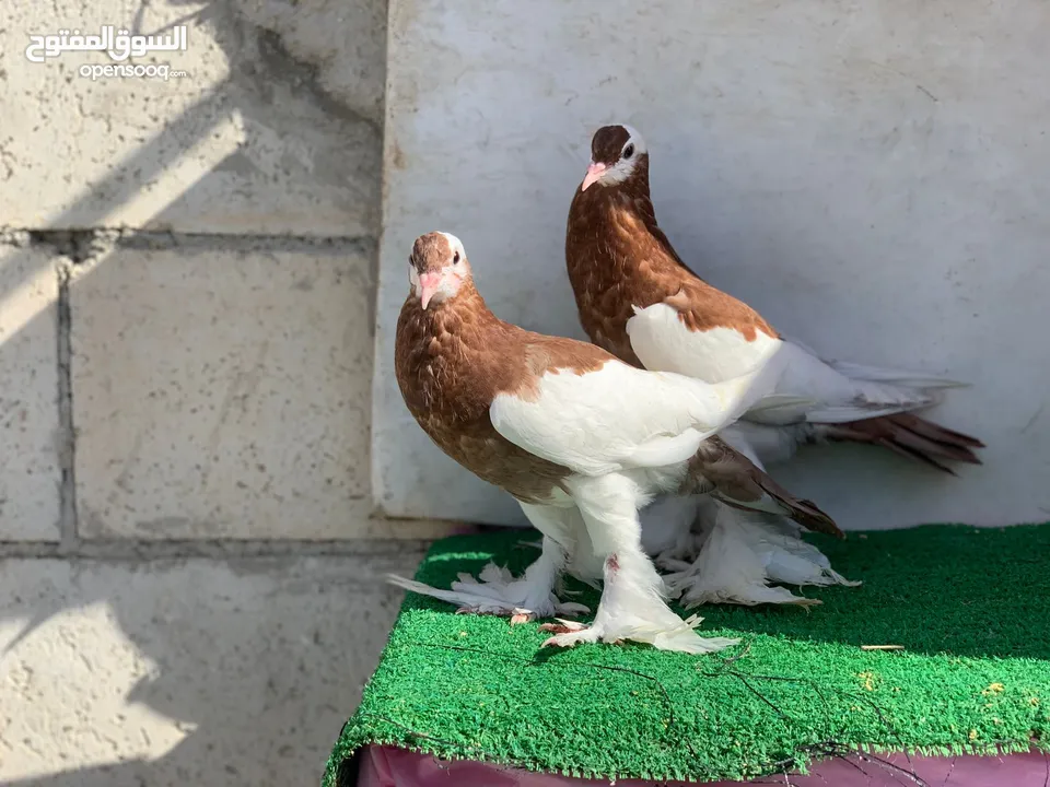 منافيخ جامبو قصه حمرا