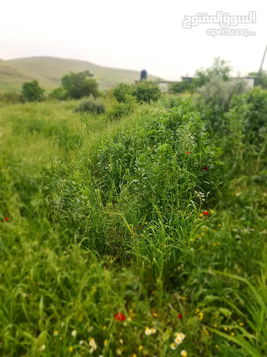 ارض للبيع من المالك مباشره