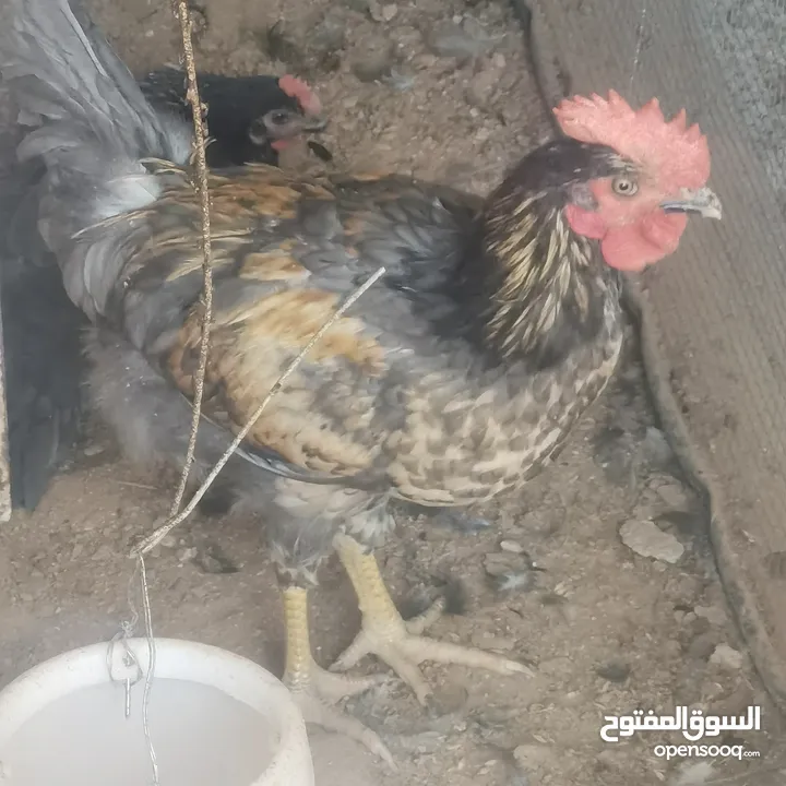ديوك دجاج نوع استرلوب للبيع