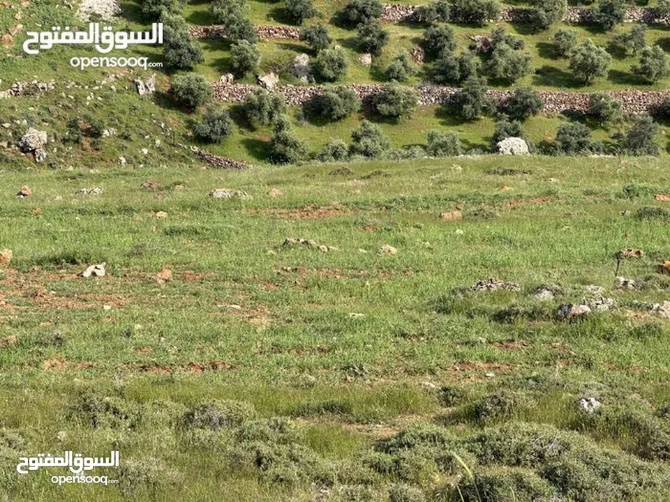 ارض 675 م غرب عمان/مرج الحمام/المشبك.عشارع اسفلت سكن ب 6 د عن دوار شوابكة والمريشد.منطقة خدمات وفلل