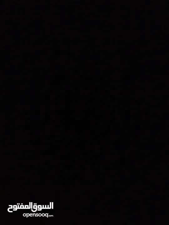 كلب زينة kokoni للبيع بسعر نار