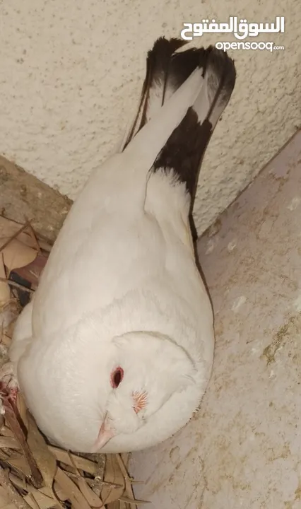 حمام جواز بصلات على نبي الحبه ب دينارين واغلبو تحتيو فراخ وبيض