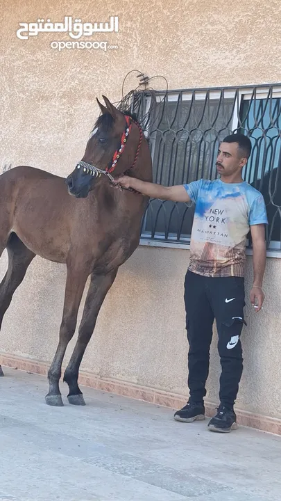 مهر عربي اصيل