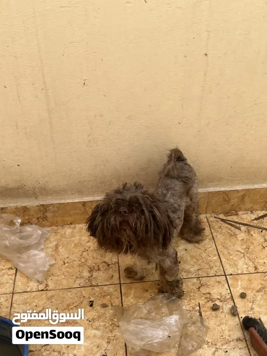 كلب مالتيز عمر 8