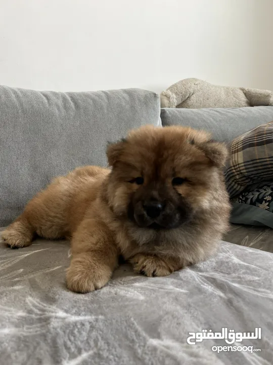 Purebred chow chow