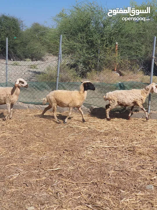 جعد نعيميات بصحه ممتازة خاليات من العذاريب   الجعد مشلول صوفهن واضحه السمنه فيه البيع بلجمله