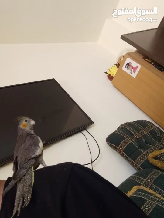 ببغاء كوكتيل اليف جدنننننن