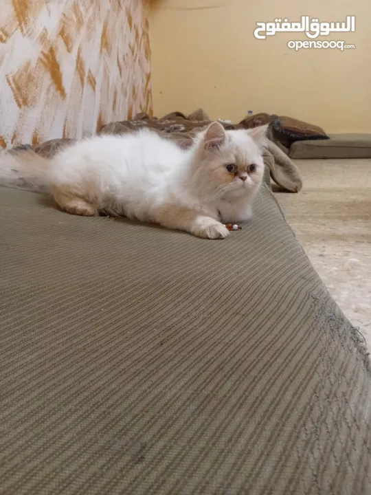 قطه للبيع انثى هاملايه