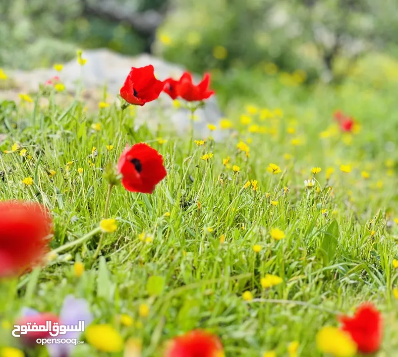 4 دونمات جلعد قرب مطعم نسيم الجبل