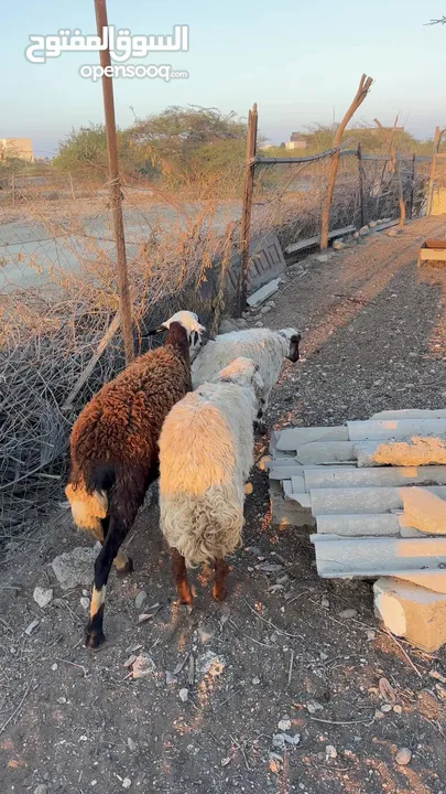 جعد عمانيات سمان مطعومات طعام الدار اقرا الوصف