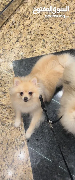 Pomeranian mini