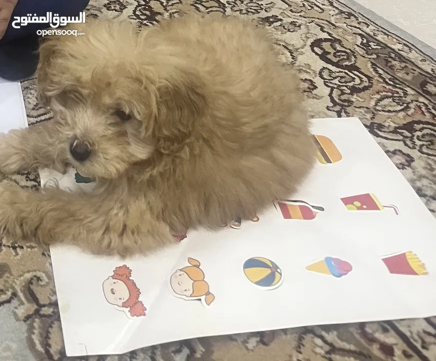 جرو مالتيبو Maltipoo puppy  عمرها 3 شهور