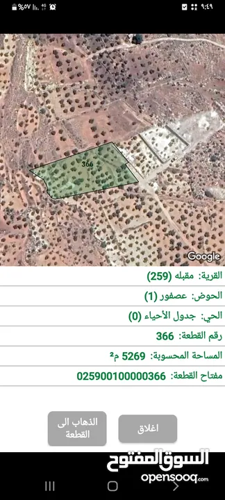 قطعه ارض زراعيه زيتون بلدي منطقة عصفور بسعر مغري جدا تنتج سنويا حوالي 20_25  تنكه زيت.