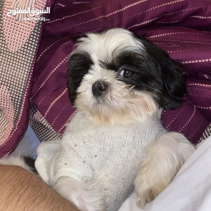 Shihtzu female dog for adoption