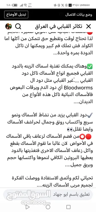 يرقات دود القبابي حي ميلوورم mealworm غذاء ممتاز بروتين حيواني لا يسبب التشحيم للطيور والاسمام